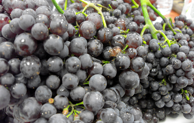 Where it all starts, with black Corinth grapes.