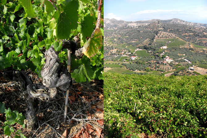 The vines and the steep terrain they sit on.